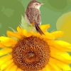 Sunflower Bird Colors Paint By Numbers