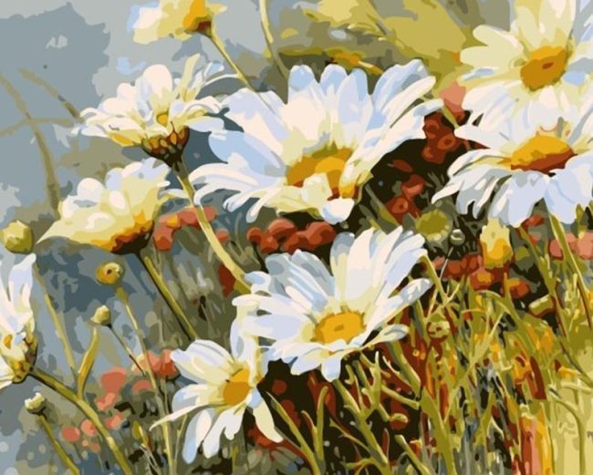 White Daisy Flowers Paint By Numbers