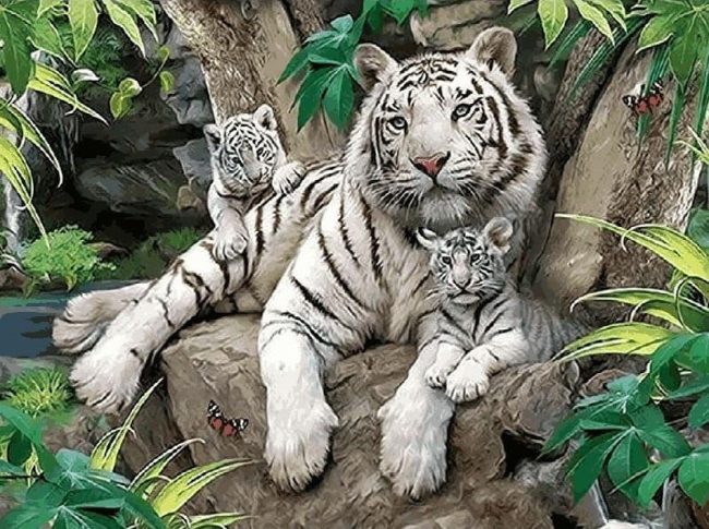 White Tiger Family Paint By Numbers