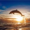 Sunset Ocean Dolphin Paint By Numbers
