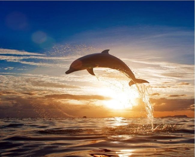 Sunset Ocean Dolphin Paint By Numbers