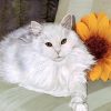 White Fat Cat Animals Paint By Numbers