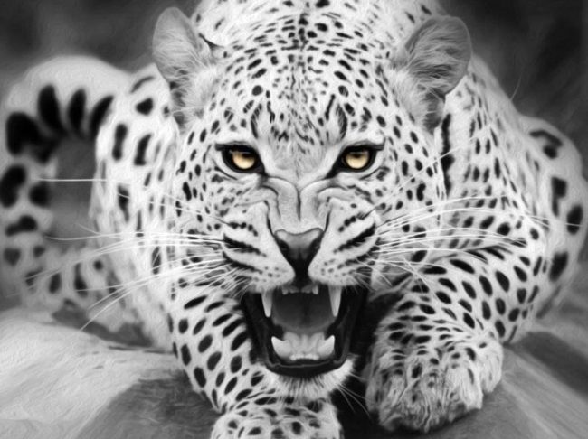 Black and White Big Cat Paint By Numbers