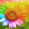 Rainbow Sunflower Art Paint By Numbers