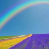 Lavender Rainbow Landscape Paint By Numbers