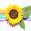 Beautiful Rainbow Sunflower Paint By Numbers