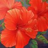Red Hibiscus Flowers Paint By Numbers