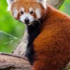 Red Panda Wildlife Paint By Numbers