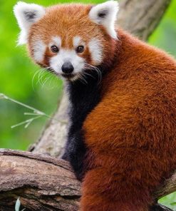Red Panda Wildlife Paint By Numbers