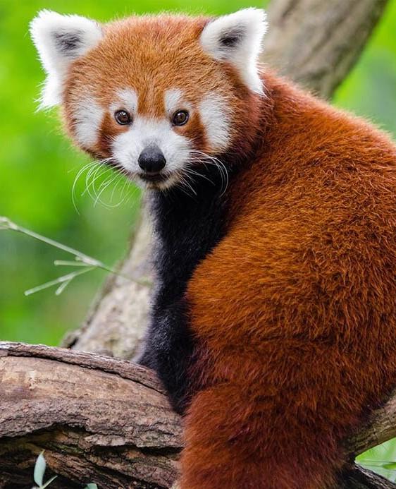 Red Panda finalizing the artwork