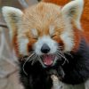 Red Panda Animal Paint By Numbers