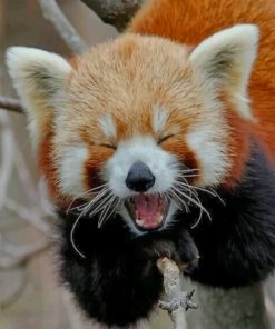 Red Panda Animal Paint By Numbers