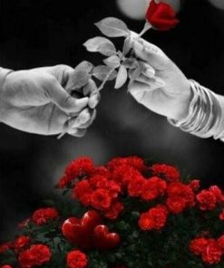 Red Roses Floral Art Paint By Numbers