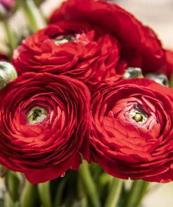 Rosie Red Blooms Paint By Numbers