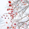 Red Flowers in Snowy Weather Paint By Numbers