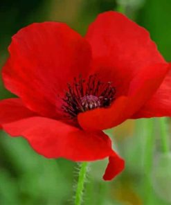 Red Poppy Blossom Paint By Numbers