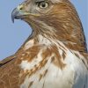 Red Tailed Hawk Nature Paint By Numbers