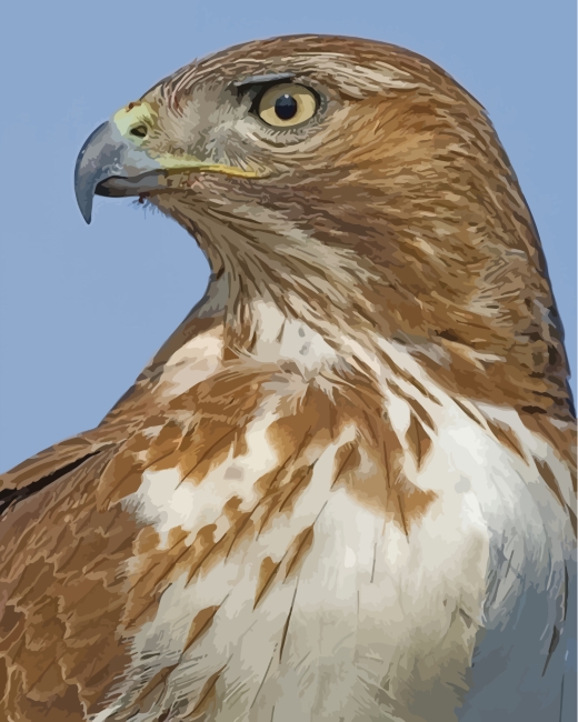 Finalizing Red Tailed Hawk Paint