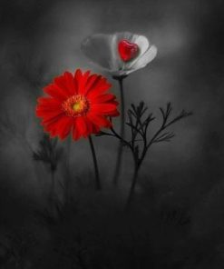 Red and White Flower Rose Paint By Numbers