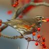Redwing Bird in Trees Paint By Numbers