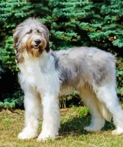 Romanian Shepherd Puppies Paint By Numbers