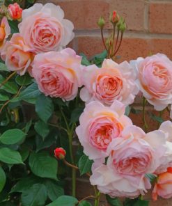 Pink Rose Flowers Paint By Numbers