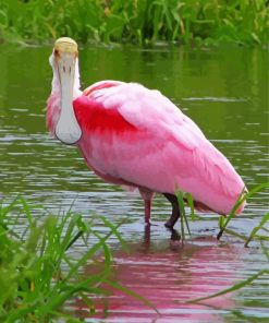 Roseate Spoonbill Birds Paint By Numbers
