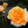 Orange Roses Flower Paint By Numbers