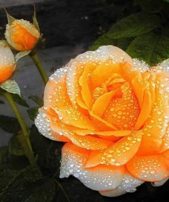 Orange Roses Flower Paint By Numbers
