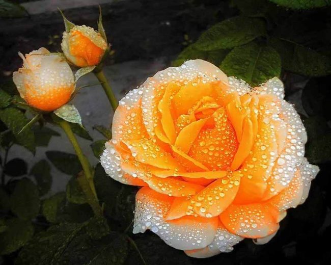 Orange Roses Flower Paint By Numbers