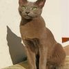 Russian Blue Cat Paint By Numbers