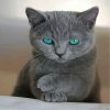 Russian Blue Cat Pet Paint By Numbers