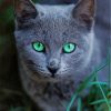 Russian Blue Kitten Paint By Numbers