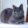 Russian Blue Cat Paint By Numbers