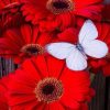 Red Flowers Butterfly Painting Kit Paint By Numbers