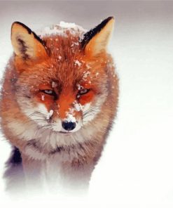 Snowy Sandfox Winter Paint By Numbers