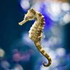 Ocean Seahorses Paint By Numbers