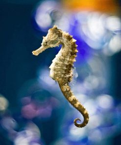 Ocean Seahorses Paint By Numbers
