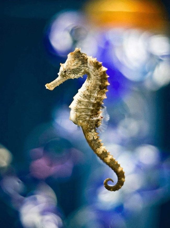 Ocean Seahorses Paint By Numbers