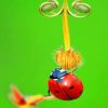 Ladybug Nature Paint By Numbers