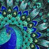 Blue Golden Peacock Paint By Numbers