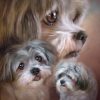 Shih Tzu Dog Picture Paint By Numbers
