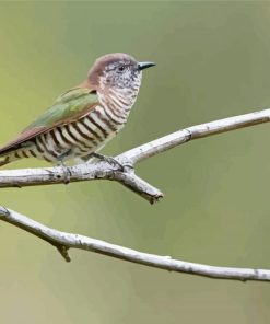 Bronze Cuckoo in Nature Paint By Numbers