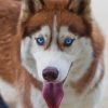 Siberian Husky Puppy Paint By Numbers