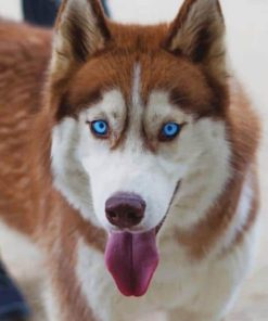 Siberian Husky Puppy Paint By Numbers