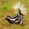 Skunk Wildlife Exploration Paint By Numbers
