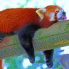 Red Panda Paint By Numbers