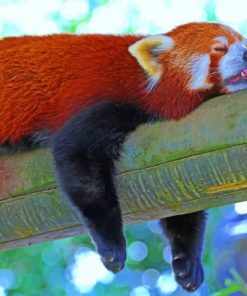 Red Panda Paint By Numbers
