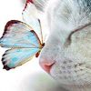 Cat and Butterfly Animal Paint By Numbers