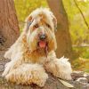 Wheaten Terrier Dog Paint By Numbers